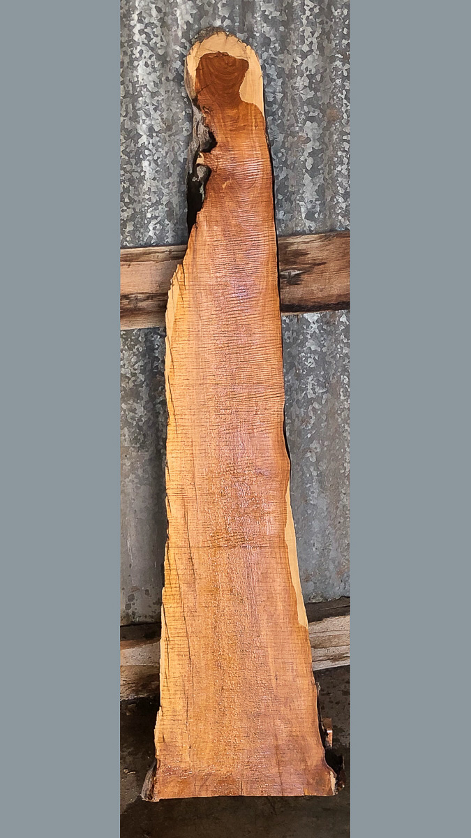 dendro-AJU1