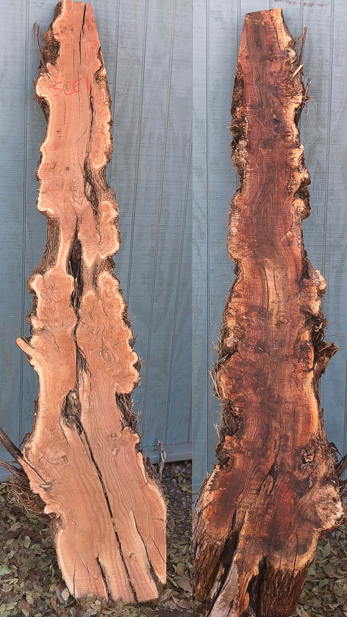 dendro--SCE12sides